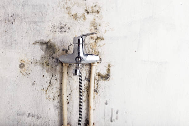 Best Local Mold Removal Service  in Blue Bell, PA