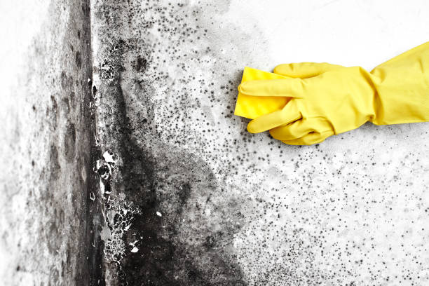 Best Attic Mold Removal  in Blue Bell, PA