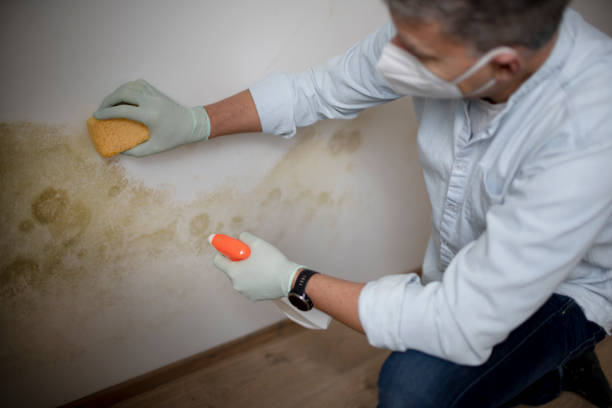 Home Mold Removal in Blue Bell, PA
