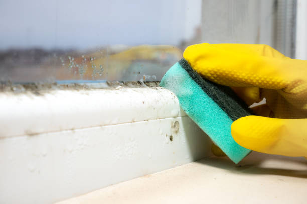 Best Professional Mold Removal  in Blue Bell, PA