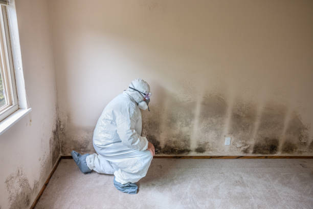 Best Commercial Mold Removal  in Blue Bell, PA