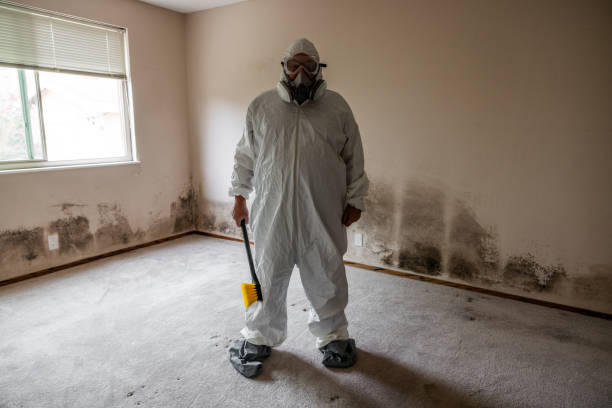Best Toxic Mold Removal  in Blue Bell, PA