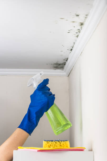 Best Attic Mold Removal  in Blue Bell, PA