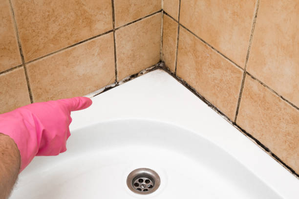 Professional Mold Removal in Blue Bell, PA